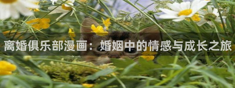恋爱暴君漫画新新：离婚俱乐部漫画：婚姻中的情感与成长之旅